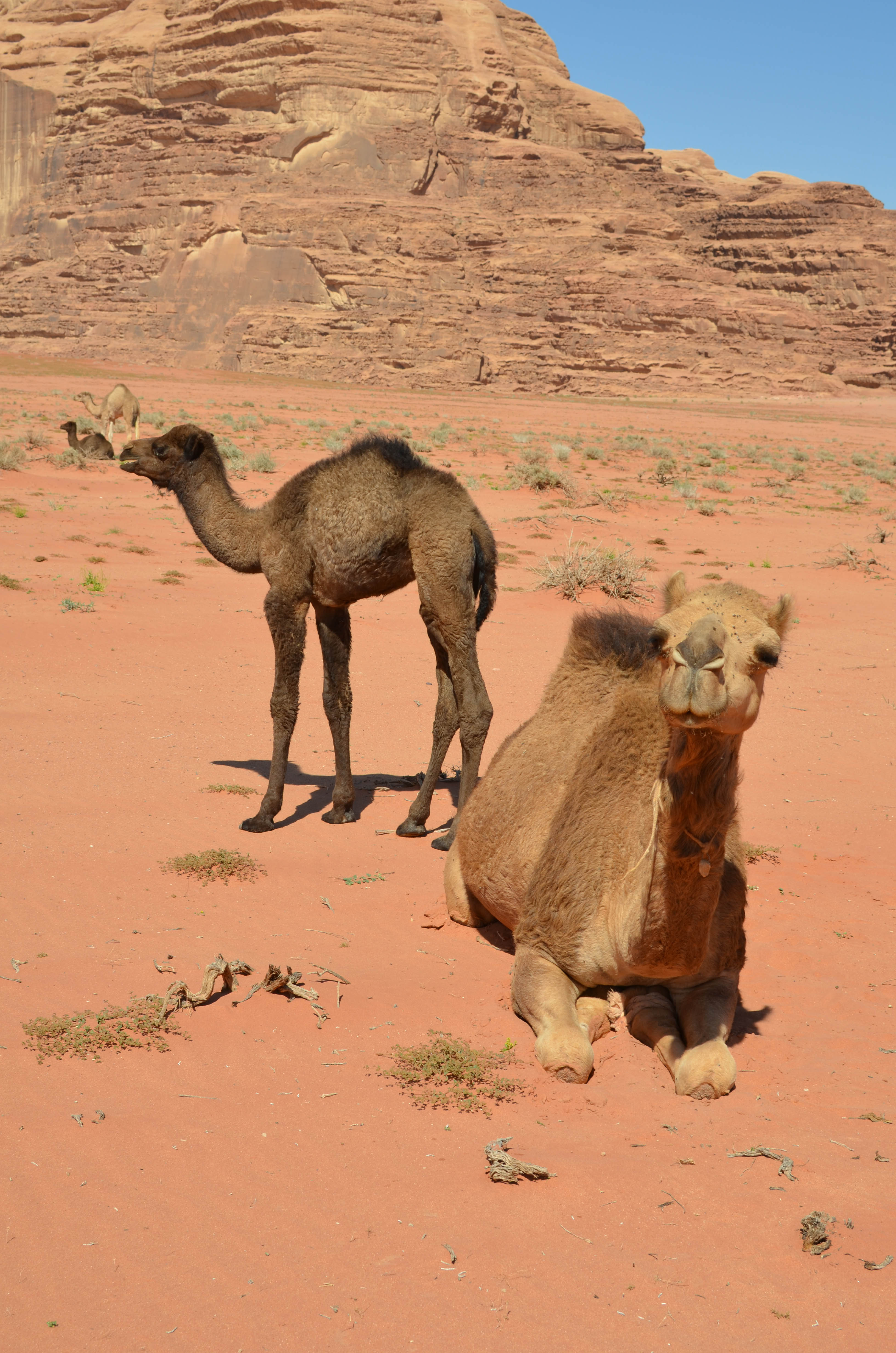 camels, desert, Jordan